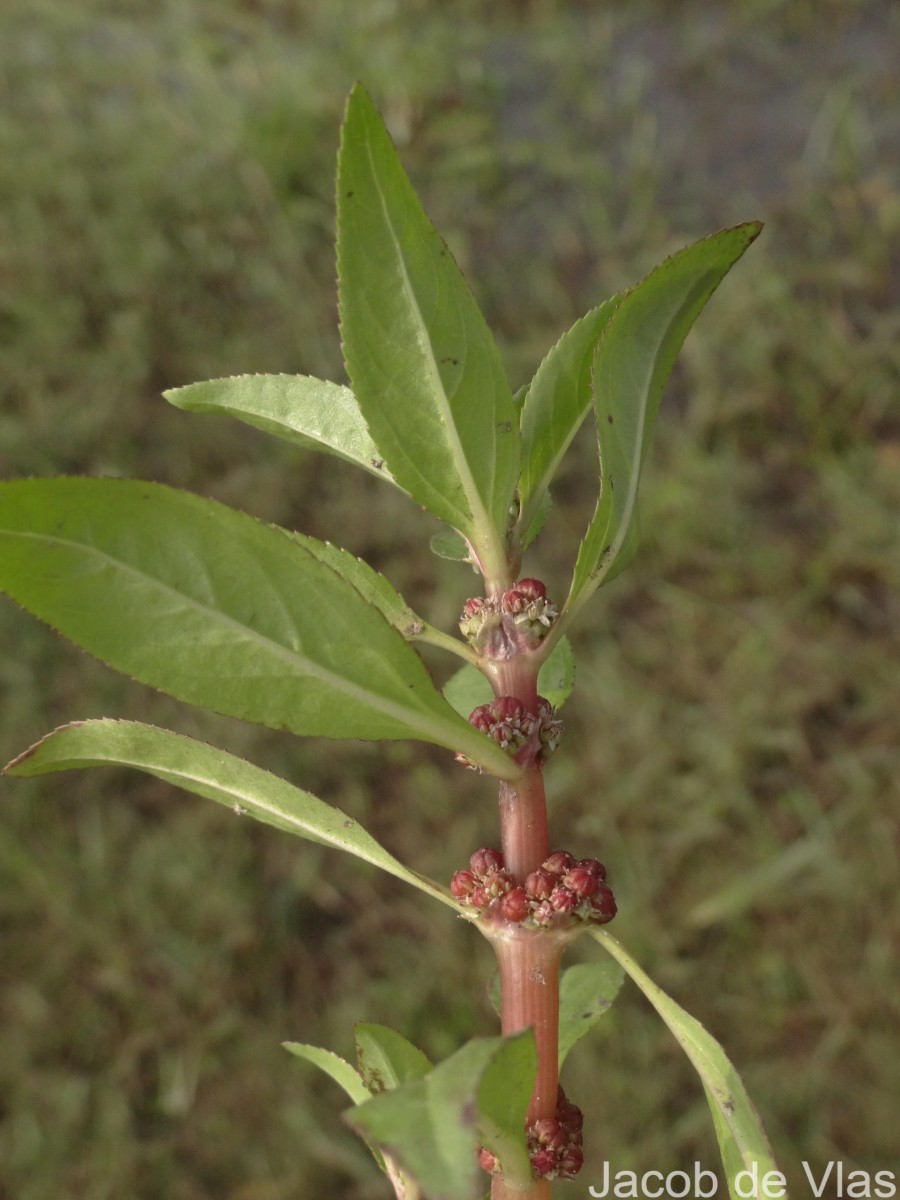 Bergia capensis L.